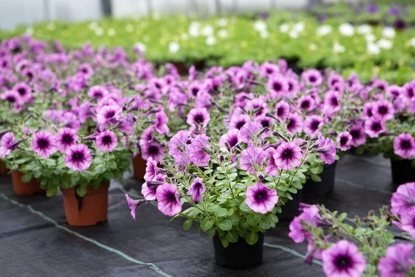 Växthus med blommande petunia blommor — Stockfoto