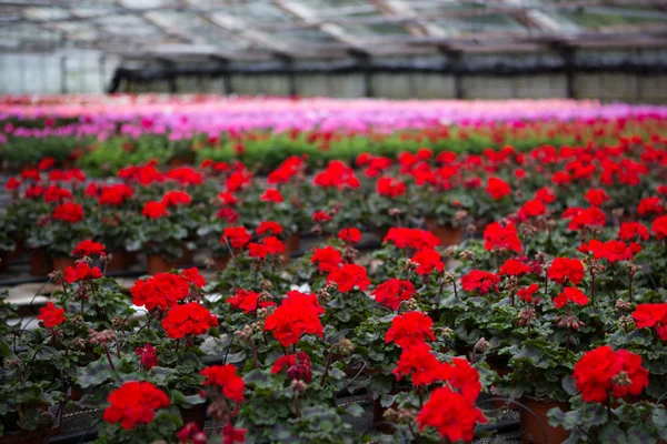 Invernadero con flores de geranio en flor — Foto de Stock