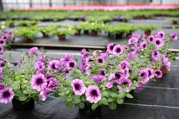 Greenhouse with blooming petunia flowers — Stock Photo, Image