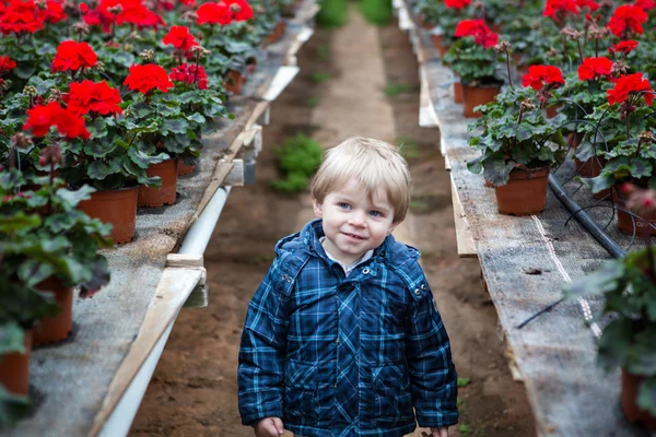Little toddler boy in greenhouse — Stock Photo, Image