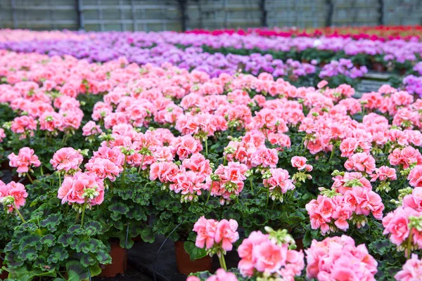 Invernadero con flores de geranio en flor — Foto de Stock