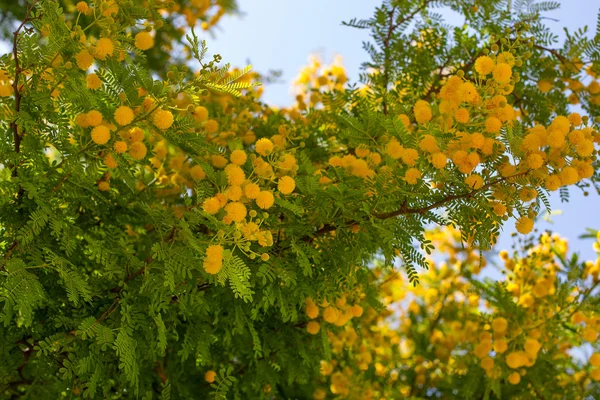 ふわふわのミモザの花と木 — ストック写真