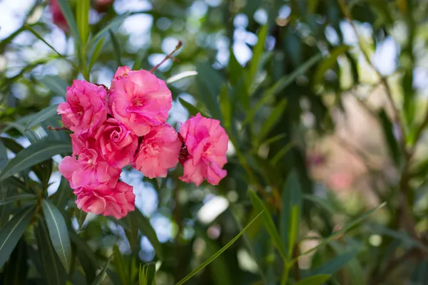 Sfondo con fiore di geranio rosa — Foto Stock