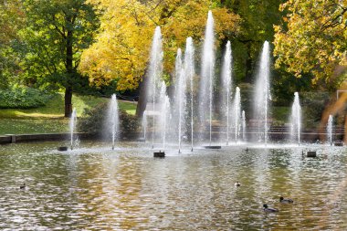 Sarı sonbahar ağaçlar güzel Park