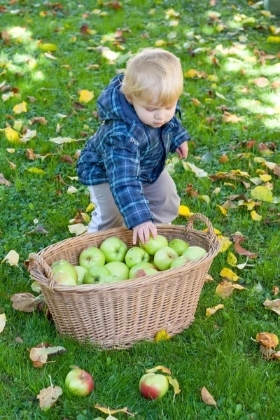 Menino com cesta cheia de maçãs — Fotografia de Stock