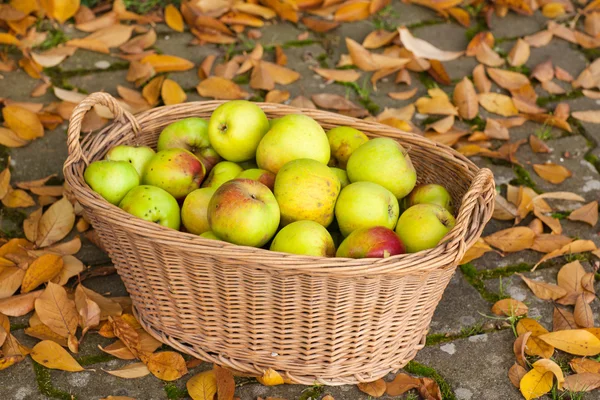 Cultivo de manzanas verdes en cesta —  Fotos de Stock