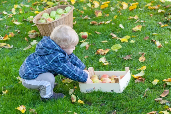 Kleine peuter jongen met mand vol van appels — Stockfoto