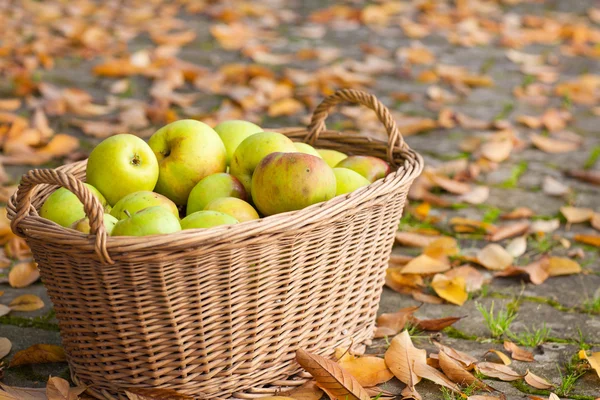 Cultivo de manzanas verdes en cesta —  Fotos de Stock