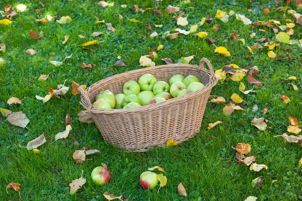 Crop of green apples in basket — Stock Photo, Image