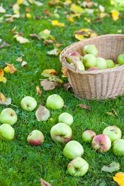 Crop of green apples in basket — Stock Photo, Image