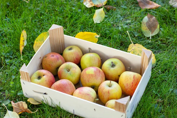 Container with fresh apples — Stock Photo, Image