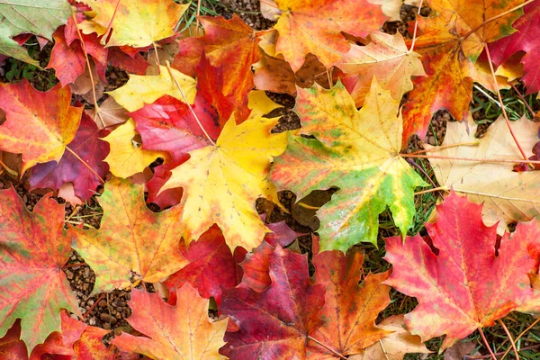 Autumn colorful maple leaves in park — Stock Photo, Image