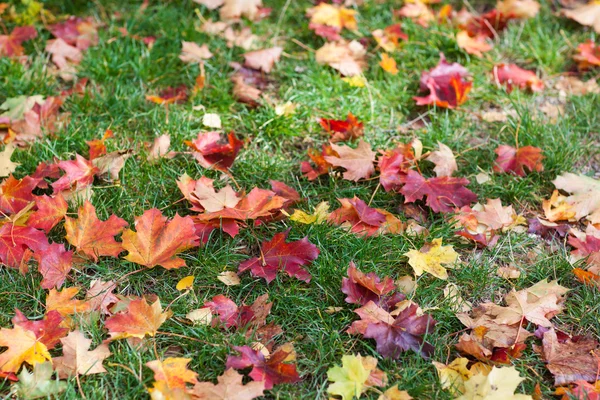 Autunno foglie d'acero colorate nel parco — Foto Stock