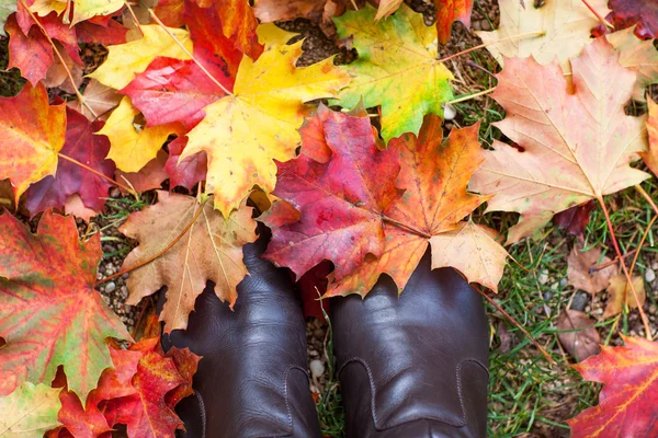 Autumn colorful maple leaves in park — Stock Photo, Image