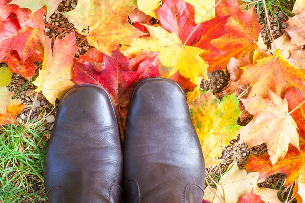 Höstens lönnlöv färgglada i park — Stockfoto