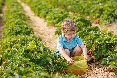 organik çilek çiftlikte küçük çocuk