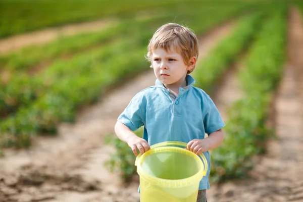 Little boy on organic strawberry farm — Stock Photo, Image