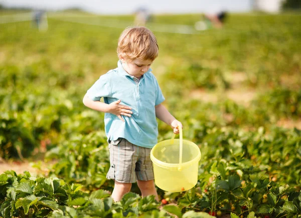 Kleine jongen op biologische aardbei boerderij — Stockfoto