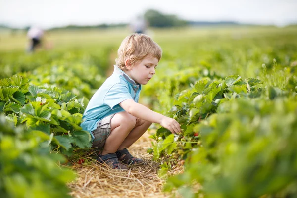 Malý chlapec na organické farmě jahoda — Stock fotografie