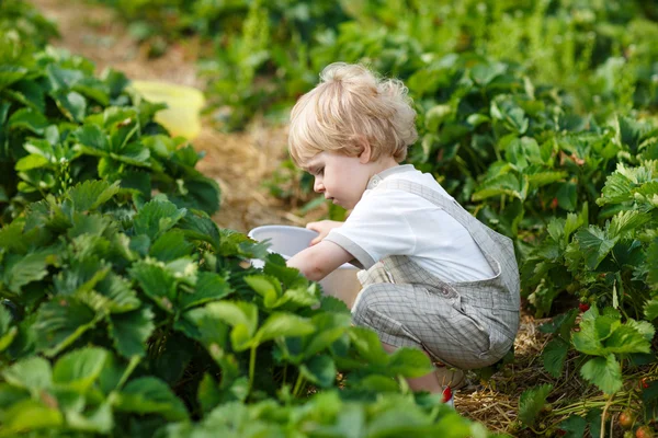 Malý chlapec na organické farmě jahoda — Stock fotografie