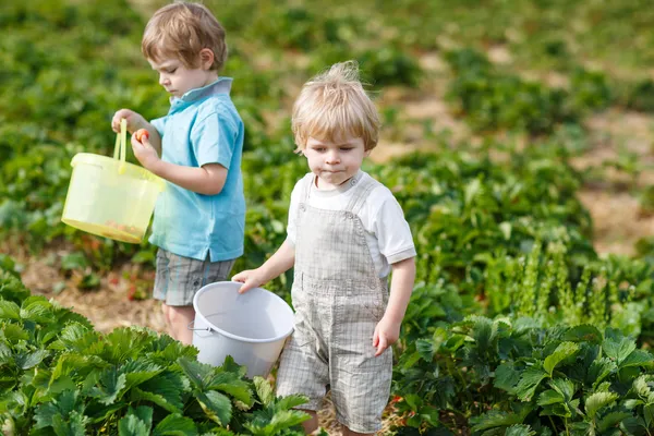 Two little boys on organic strawberry farm — Stock Photo, Image