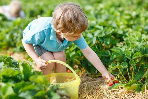 Chłopczyk na truskawki gospodarstwo ekologiczne — Zdjęcie stockowe