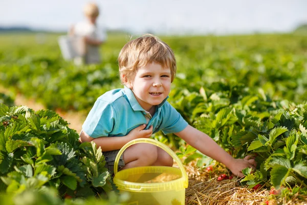 Malé dítě na organické farmě jahoda — Stock fotografie