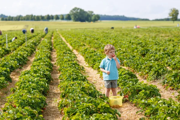 Malý chlapec na organické farmě jahoda — Stock fotografie