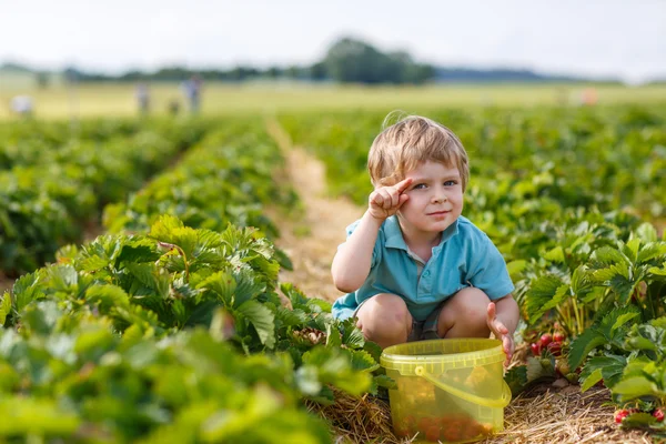 Kleiner Junge auf Bio-Erdbeerfarm — Stockfoto