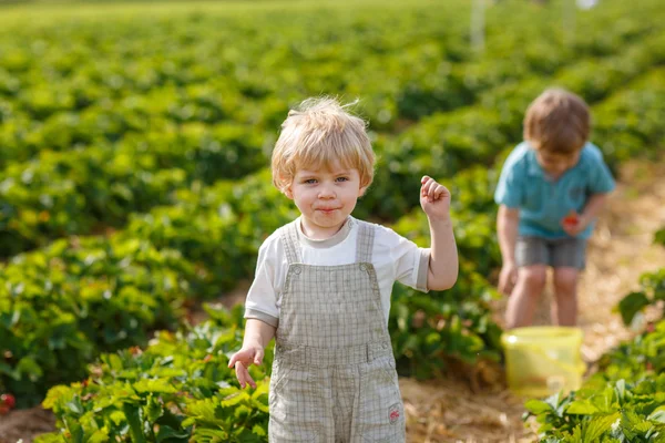 Två små pojkar på ekologiska jordgubbar gård — Stockfoto