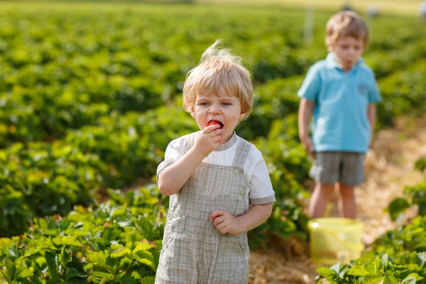 Twee kleine jongens op biologische aardbei boerderij — Stockfoto