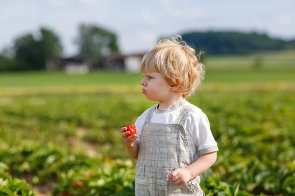 Malé dítě na organické farmě jahoda — Stock fotografie