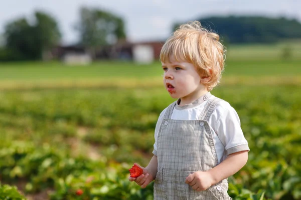 Kleines Kind auf Bio-Erdbeerfarm — Stockfoto