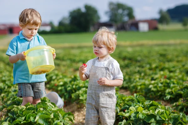 Dwóch chłopców na truskawki gospodarstwo ekologiczne — Zdjęcie stockowe