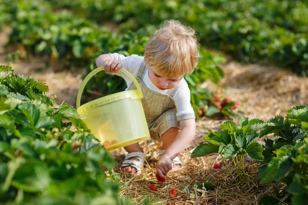 Malé dítě na organické farmě jahoda — Stock fotografie