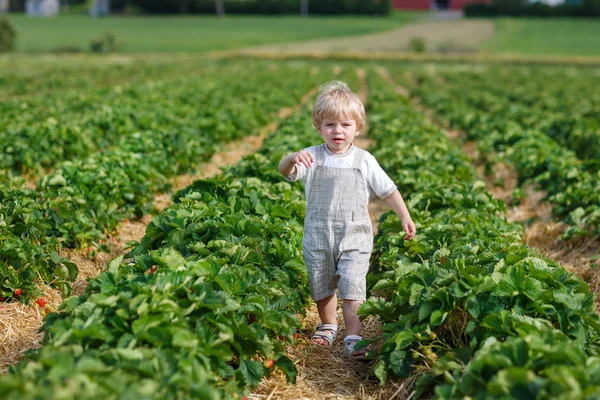 Lilla barnet på ekologiska jordgubbar gård — Stockfoto