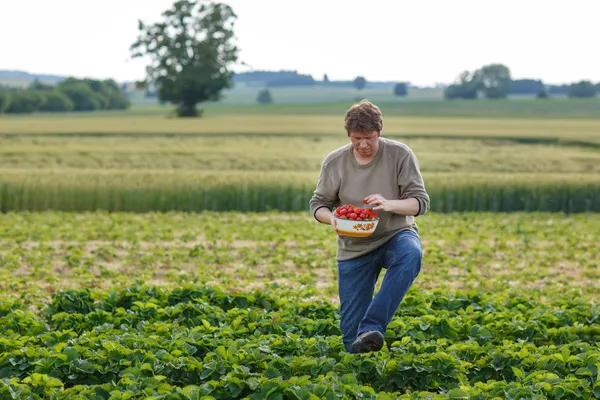 Jeune homme sur la ferme de fraises biologiques — Photo