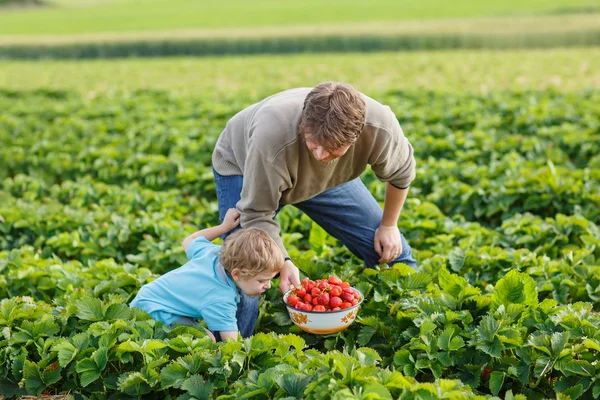 Jonge man en zijn zoon op biologische aardbei boerderij — Stockfoto