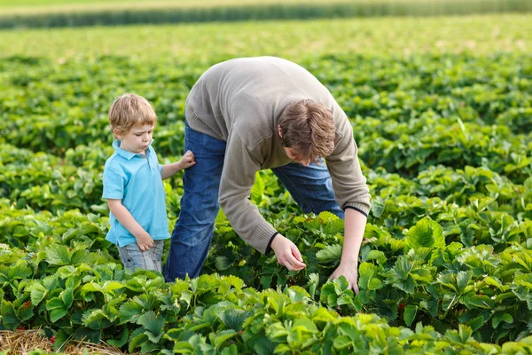 Jeune homme et son fils sur la ferme de fraises biologiques — Photo