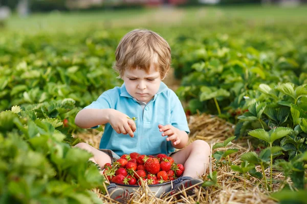 Little toddler boy on organic strawberry farm — Stock Photo, Image