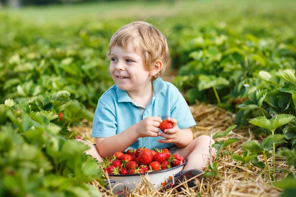 Menino na fazenda de morango orgânico — Fotografia de Stock