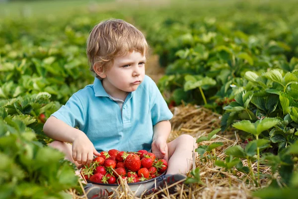 Αγοράκι μικρό παιδί σε βιολογικό αγρόκτημα φράουλα — Φωτογραφία Αρχείου
