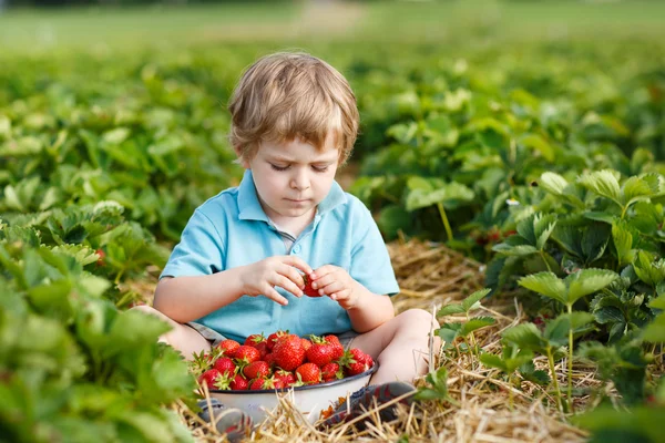 Chlapeček batole na organické farmě jahoda — Stock fotografie