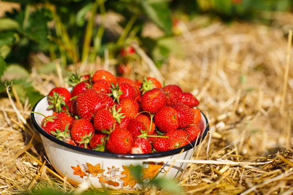 Grote kom met verse aardbeien op biologische berry farm — Stockfoto