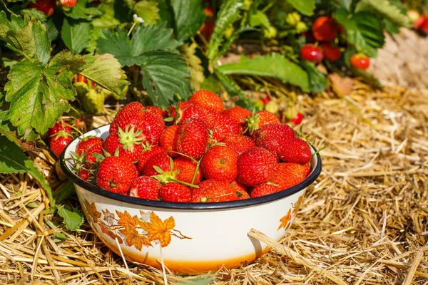 Grote kom met verse aardbeien op biologische berry farm — Stockfoto