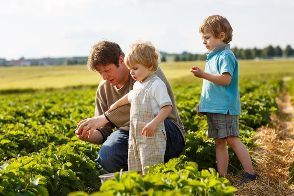 Ung man och hans två söner på ekologiska jordgubbar gård — Stockfoto