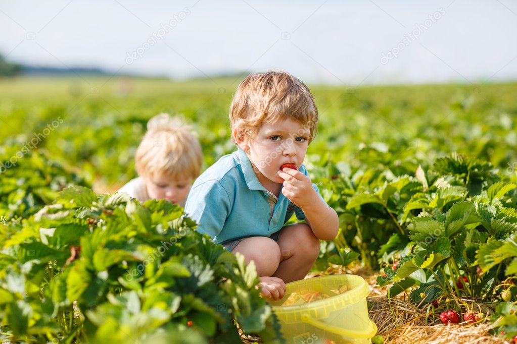 Two little boys on organic strawberry farm