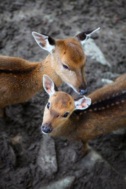geyik anne ve genç geyik Karaca bebek
