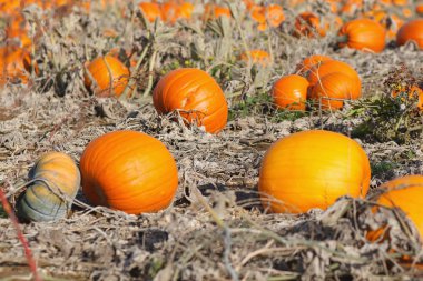 farklı türde bir sonbahar gününde kabak kabak alanıyla