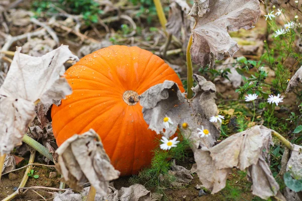 Riesiger orangefarbener reifer Kürbis auf dem Feld im Herbst — Stockfoto